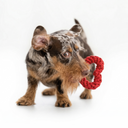 Mini Heart | Dog Toy