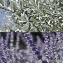 Olive | Gentle Body Lotion