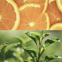 Orange | Refreshing Body Lotion