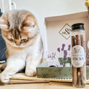 Γάτα δίπλα σε Ne&No Matatabi Sticks σωληνάριο και premium box συσκευασίας, lifestyle φωτογραφία
